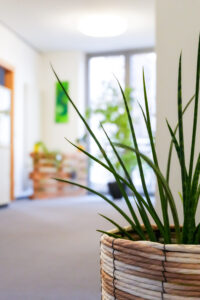 Büro mit Pflanze