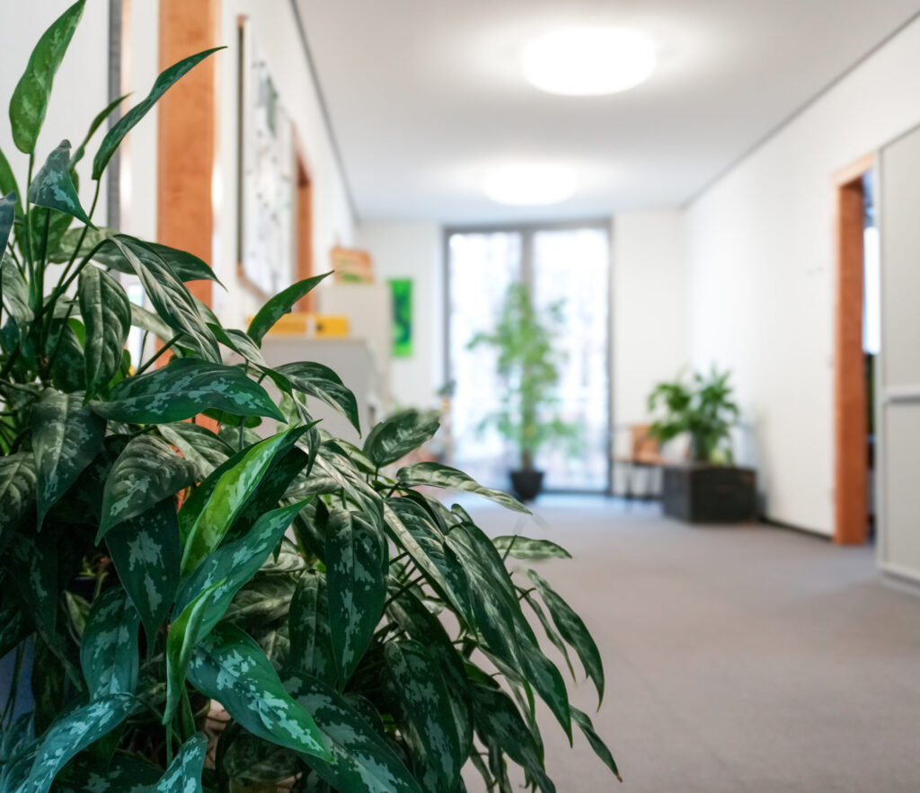 Büro Viechtach mit Pflanze