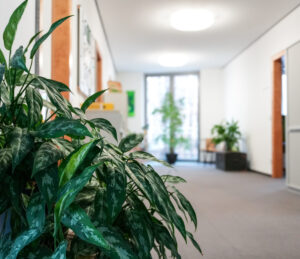 Büro Viechtach mit Pflanze